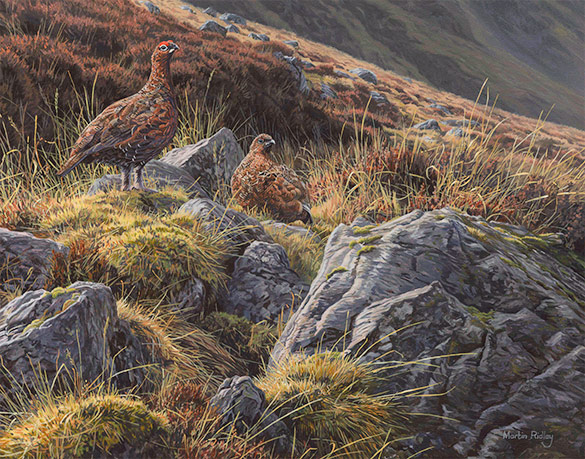 Red grouse oil paintings